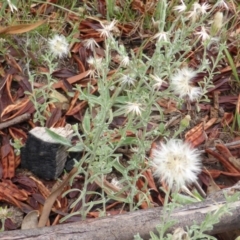 Vittadinia cuneata var. cuneata (Fuzzy New Holland Daisy) at Jerrabomberra, ACT - 20 Jan 2015 by Mike