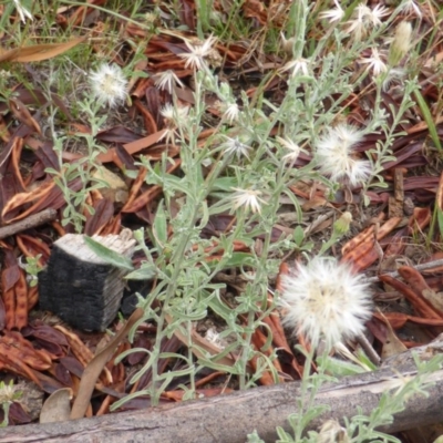 Vittadinia cuneata var. cuneata (Fuzzy New Holland Daisy) at Jerrabomberra, ACT - 19 Jan 2015 by Mike