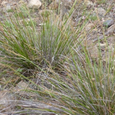 Lepidosperma laterale (Variable Sword Sedge) at Isaacs Ridge and Nearby - 19 Jan 2015 by Mike