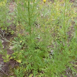 Senecio bathurstianus at Isaacs, ACT - 20 Jan 2015 10:26 AM