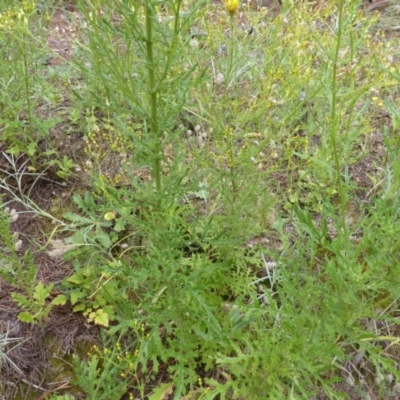 Senecio bathurstianus (Rough Fireweed) at Isaacs, ACT - 19 Jan 2015 by Mike