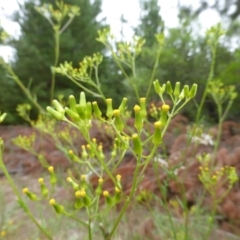 Senecio bathurstianus at Isaacs, ACT - 20 Jan 2015 10:26 AM