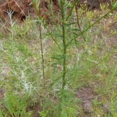 Senecio bathurstianus at Isaacs, ACT - 20 Jan 2015 10:26 AM