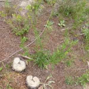 Senecio bathurstianus at Isaacs, ACT - 20 Jan 2015 10:31 AM