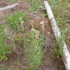 Pseudognaphalium luteoalbum (Jersey Cudweed) at Isaacs, ACT - 20 Jan 2015 by Mike