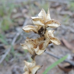 Wurmbea dioica subsp. dioica (Early Nancy) at Tennent, ACT - 18 Dec 2014 by michaelb