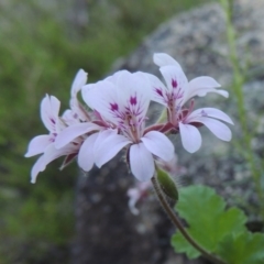 Pelargonium australe (Austral Stork's-bill) at Tennent, ACT - 18 Dec 2014 by MichaelBedingfield