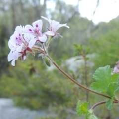 Pelargonium australe at Tennent, ACT - 18 Dec 2014 07:30 PM