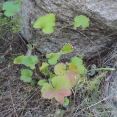 Pelargonium australe at Tennent, ACT - 18 Dec 2014