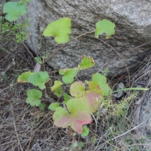 Pelargonium australe at Tennent, ACT - 18 Dec 2014 07:30 PM