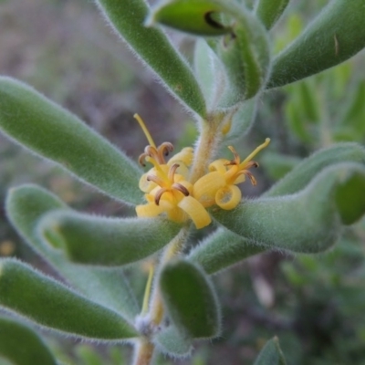 Persoonia rigida (Hairy Geebung) at Tennent, ACT - 18 Dec 2014 by michaelb