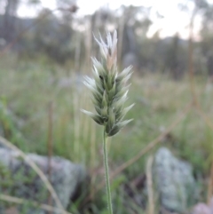 Enneapogon nigricans (Nine-awn Grass, Bottlewashers) at Tennent, ACT - 18 Dec 2014 by michaelb