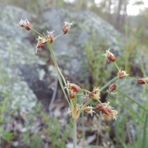 Fimbristylis dichotoma at Tennent, ACT - 24 Jan 2014