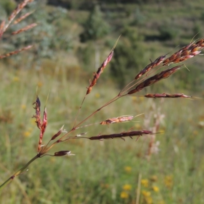 Sorghum leiocladum (Wild Sorghum) at Paddys River, ACT - 21 Dec 2014 by michaelb