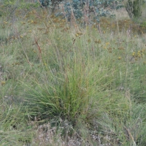 Sorghum leiocladum at Paddys River, ACT - 21 Dec 2014