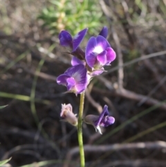 Glycine tabacina (Variable Glycine) at Gigerline Nature Reserve - 21 Dec 2014 by michaelb