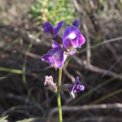 Glycine tabacina (Variable Glycine) at Tennent, ACT - 21 Dec 2014 by MichaelBedingfield