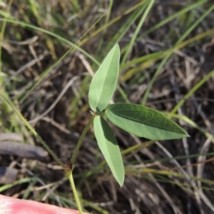 Glycine tabacina at Tennent, ACT - 21 Dec 2014 07:16 PM