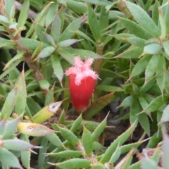 Styphelia humifusum (Cranberry Heath) at Garran, ACT - 20 Jan 2015 by Mike