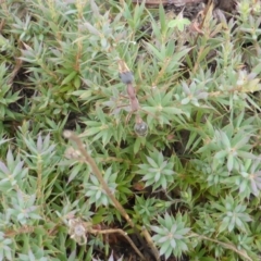 Styphelia humifusum at Garran, ACT - 20 Jan 2015 03:06 PM