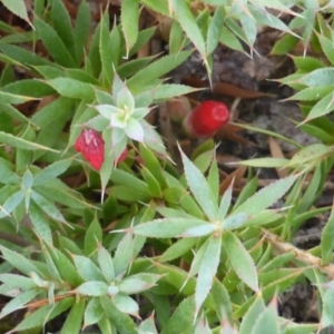 Styphelia humifusum at Garran, ACT - 20 Jan 2015