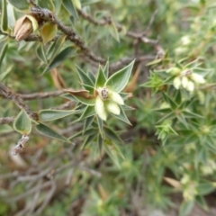 Melichrus urceolatus (Urn Heath) at Mount Mugga Mugga - 20 Jan 2015 by Mike