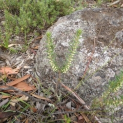 Melichrus urceolatus at Garran, ACT - 20 Jan 2015 03:18 PM