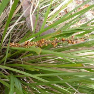 Lomandra longifolia (Spiny-headed Mat-rush, Honey Reed) at Garran, ACT - 20 Jan 2015 by Mike