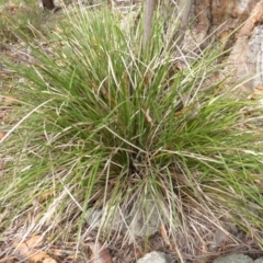 Lomandra longifolia at Garran, ACT - 20 Jan 2015