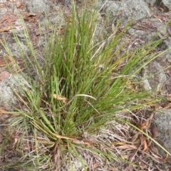 Lomandra longifolia at Garran, ACT - 20 Jan 2015