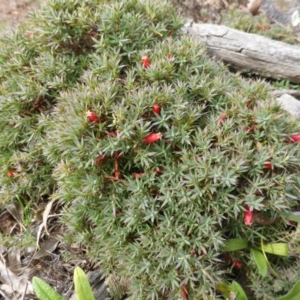 Styphelia humifusum at Symonston, ACT - 20 Jan 2015