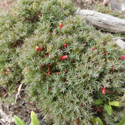 Astroloma humifusum (Cranberry Heath) at Symonston, ACT - 20 Jan 2015 by Mike