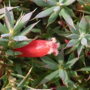 Styphelia humifusum at Symonston, ACT - 20 Jan 2015