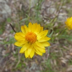 Xerochrysum viscosum (Sticky Everlasting) at Mount Mugga Mugga - 20 Jan 2015 by Mike