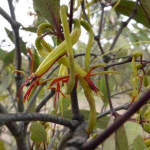 Amyema miquelii at Symonston, ACT - 20 Jan 2015 03:52 PM