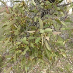 Amyema miquelii at Symonston, ACT - 20 Jan 2015 03:52 PM