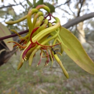 Amyema miquelii at Symonston, ACT - 20 Jan 2015 03:52 PM