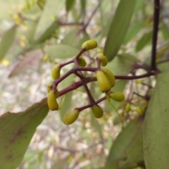 Amyema miquelii at Symonston, ACT - 20 Jan 2015