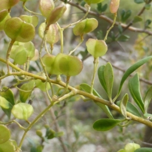 Bursaria spinosa at Symonston, ACT - 20 Jan 2015