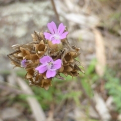 Petrorhagia nanteuilii (Proliferous Pink, Childling Pink) at Mount Mugga Mugga - 20 Jan 2015 by Mike