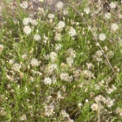 Vittadinia muelleri (Narrow-leafed New Holland Daisy) at Mount Mugga Mugga - 20 Jan 2015 by Mike