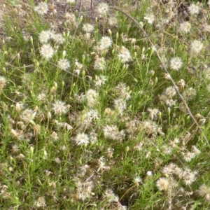 Vittadinia muelleri at Symonston, ACT - 20 Jan 2015