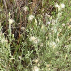 Vittadinia cuneata var. cuneata (Fuzzy New Holland Daisy) at Mount Mugga Mugga - 20 Jan 2015 by Mike