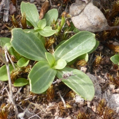 Centaurium erythraea (Common Centaury) at Symonston, ACT - 20 Jan 2015 by Mike