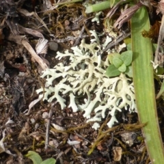 Xanthoparmelia sp. (Rock-shield lichen (foliose lichen)) at Mount Mugga Mugga - 20 Jan 2015 by Mike