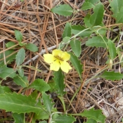 Goodenia hederacea (Ivy Goodenia) at Isaacs Ridge and Nearby - 21 Jan 2015 by Mike