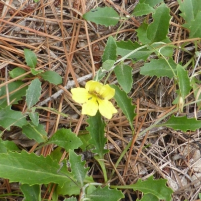 Goodenia hederacea (Ivy Goodenia) at Jerrabomberra, ACT - 20 Jan 2015 by Mike