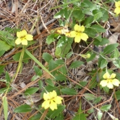 Goodenia hederacea at Jerrabomberra, ACT - 21 Jan 2015