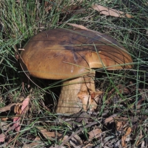 Phlebopus marginatus at Paddys River, ACT - 25 Jan 2015