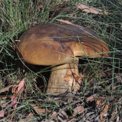 Phlebopus marginatus (Giant Bolete) at Tidbinbilla Nature Reserve - 25 Jan 2015 by michaelb